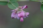 Bicolor lespedeza