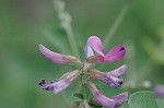 Bicolor lespedeza