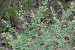 Bicolor lespedeza