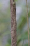 Bicolor lespedeza