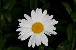 Portuguese daisy