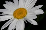 Portuguese daisy