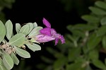 Texas barometer bush