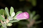 Texas barometer bush