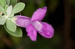 Texas barometer bush