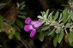 Texas barometer bush