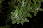 Texas barometer bush