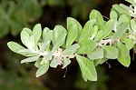 Texas barometer bush