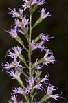 Slender blazing star