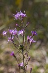 Slender blazing star