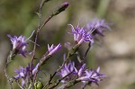 Slender blazing star