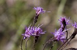 Slender blazing star