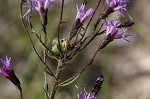 Slender blazing star