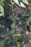 Slender blazing star