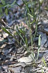 Slender blazing star