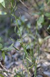 Slender blazing star