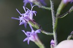 Slender blazing star