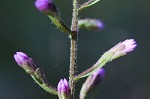 Slender blazing star