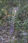 Slender blazing star