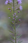 Slender blazing star