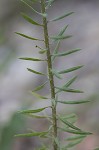 Slender blazing star