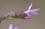 Slender blazing star