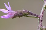 Slender blazing star