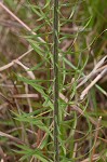 Slender blazing star