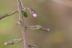 Slender blazing star