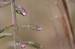 Slender blazing star