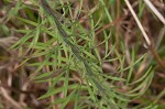 Slender blazing star