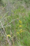 Slender blazing star