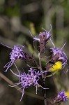 Shaggy blazing star