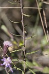 Shaggy blazing star