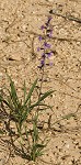 Shaggy blazing star