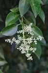 Japanese privet