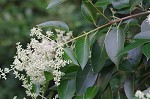 Japanese privet