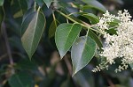 Japanese privet