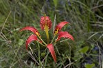 Pine lily