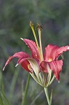 Pine lily