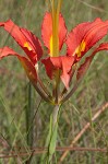 Pine lily