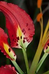 Pine lily