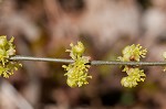 Northern spicebush <BR>Spicebush