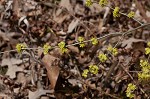 Northern spicebush <BR>Spicebush