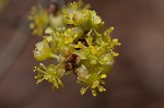 Northern spicebush <BR>Spicebush