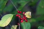 Northern spicebush <BR>Spicebush