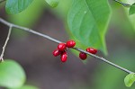 Northern spicebush <BR>Spicebush