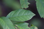 Northern spicebush <BR>Spicebush