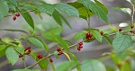 Northern spicebush <BR>Spicebush