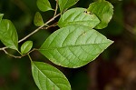 Northern spicebush <BR>Spicebush